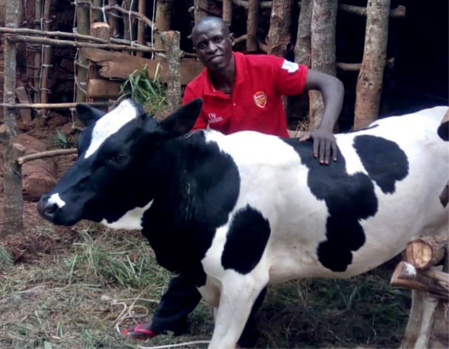 Cows for Rwanda