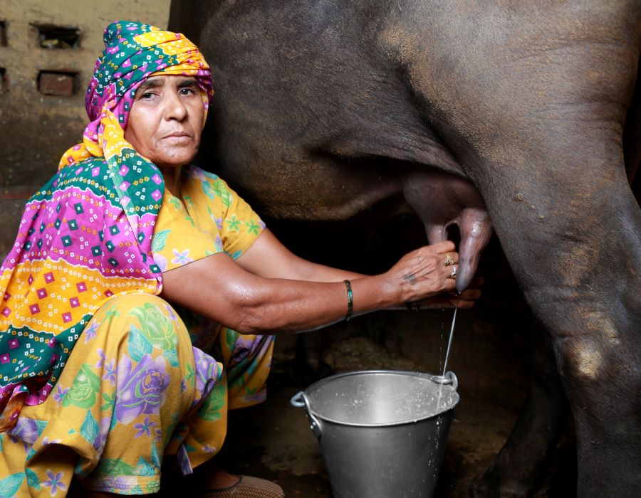 Giving thanks for water Buffalo