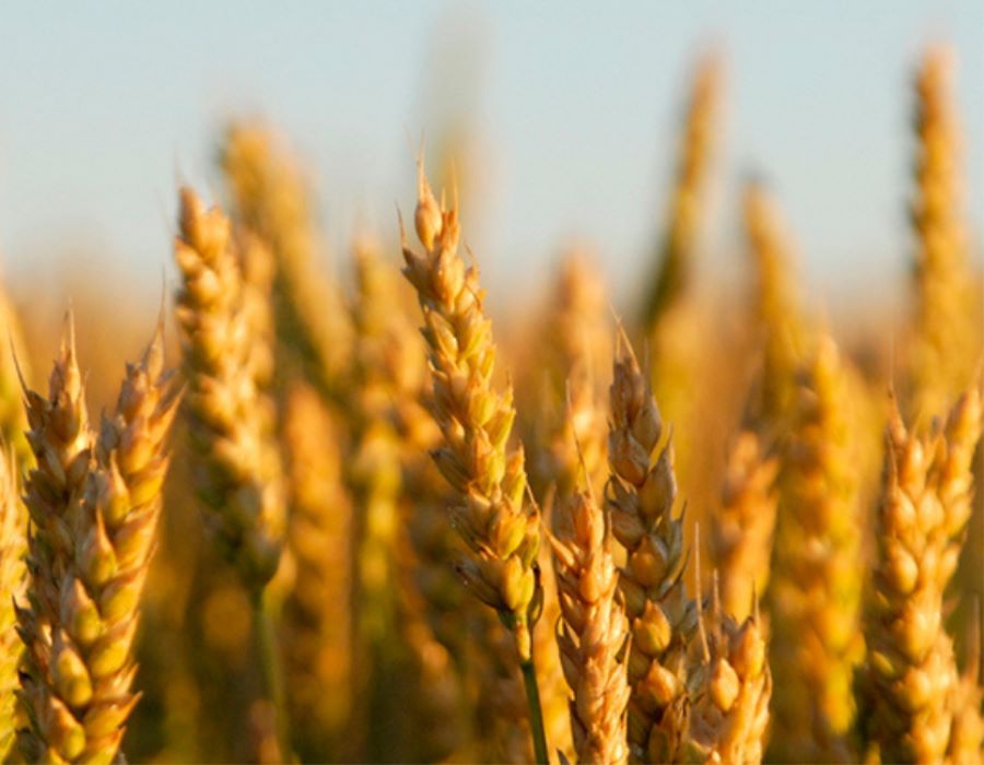 Jesus in the Grainfields
