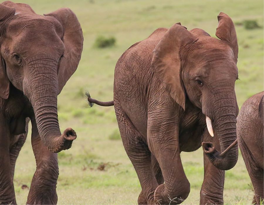 Mentoring and Discipleship Lessons from Elephants