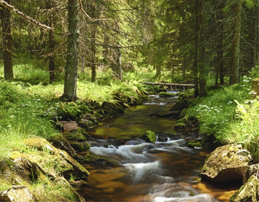 Planted by the Stream