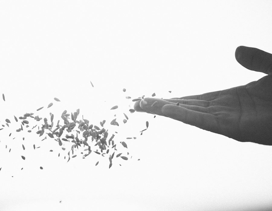 The Parable of the Sower