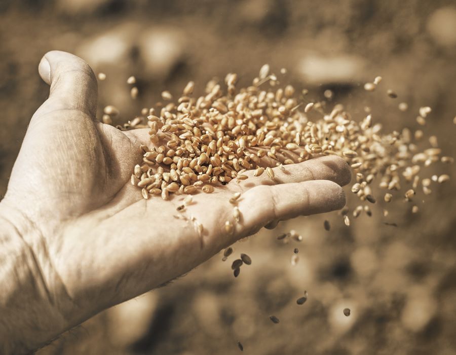 Preaching on Good Soil