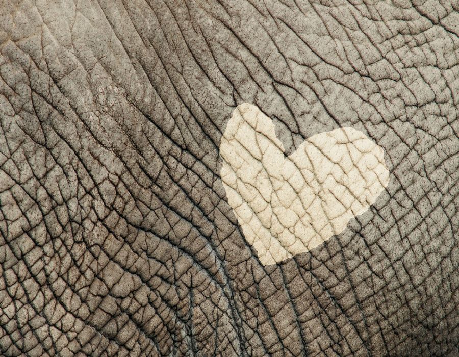 Tender Heart, Thick Skin, Teachable Spirit