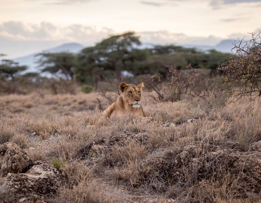 Influence Podcast: Chase the Lion
