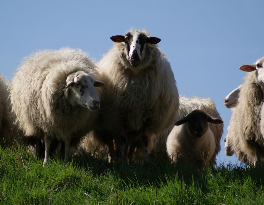 Counting Sheep