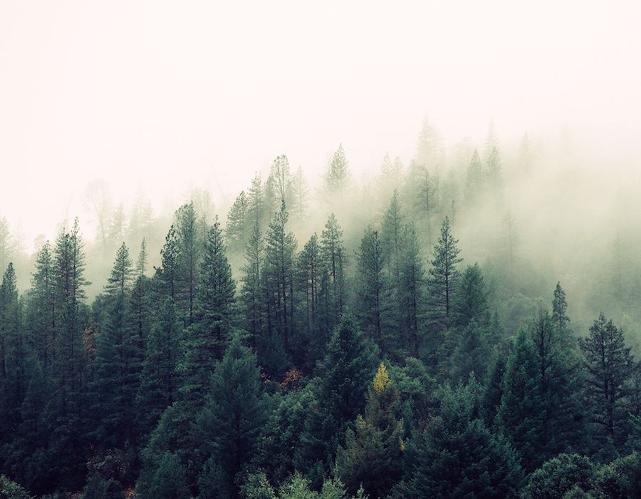 Not Losing the Forest for the Trees
