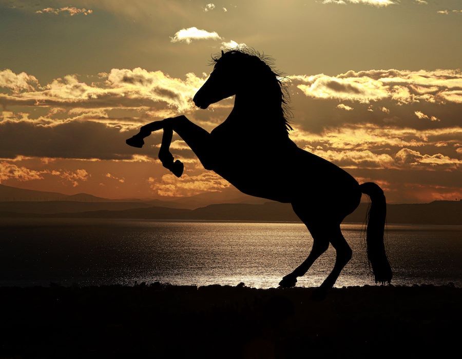 Harness Your Horsepower