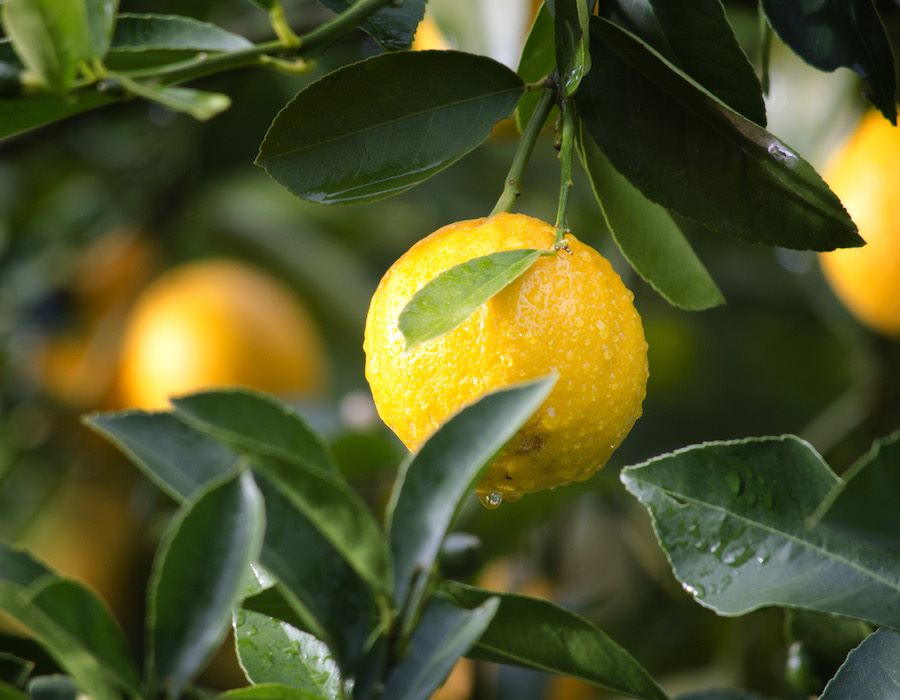 We’re Planting Orchards, Not Crops