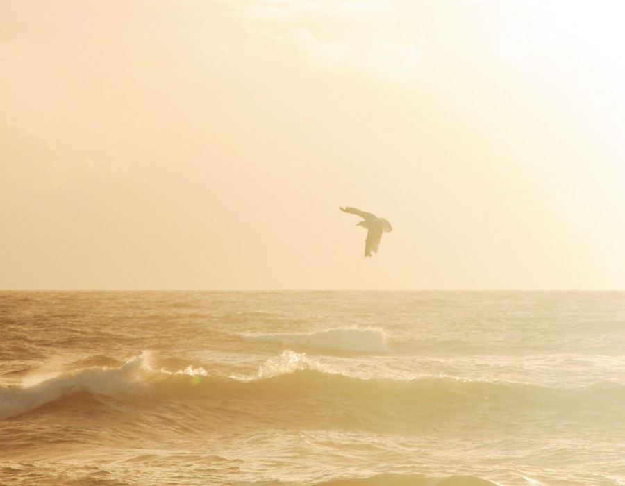 Set Free by Grace