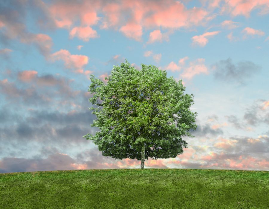 The Ecology of Grace