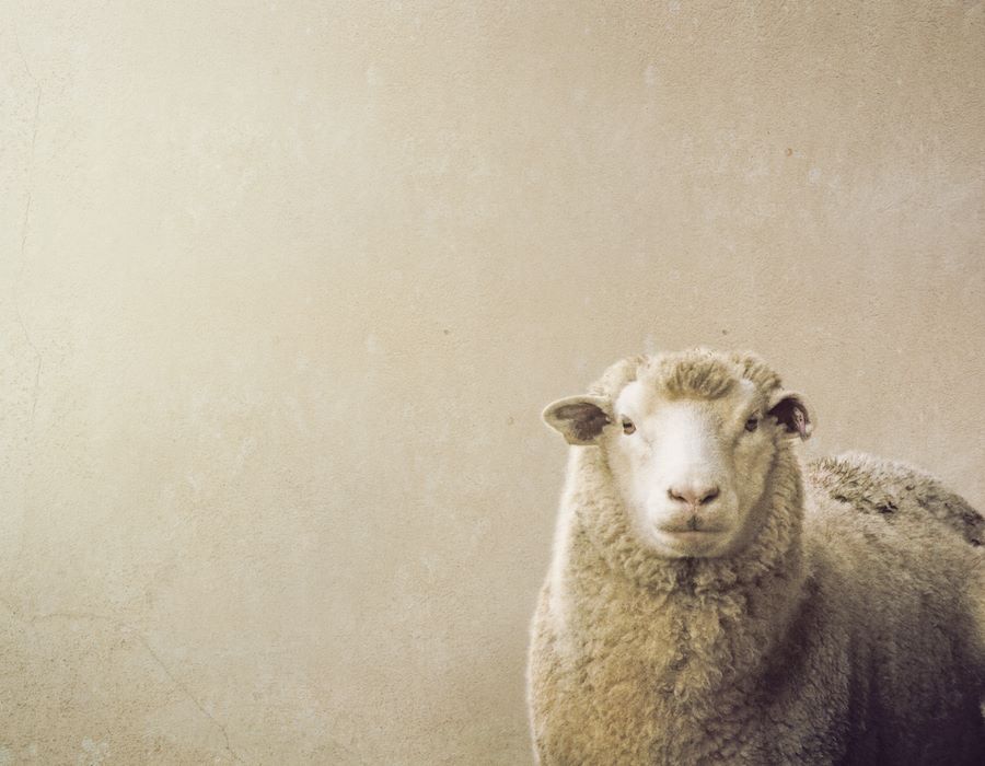 Shepherding God’s People