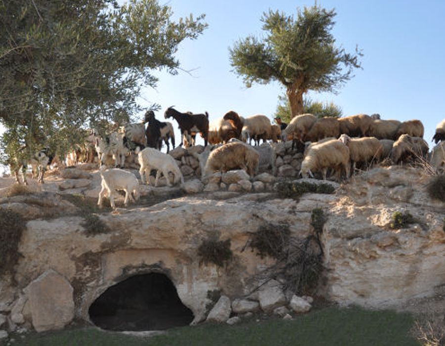 The Message of the Shepherds