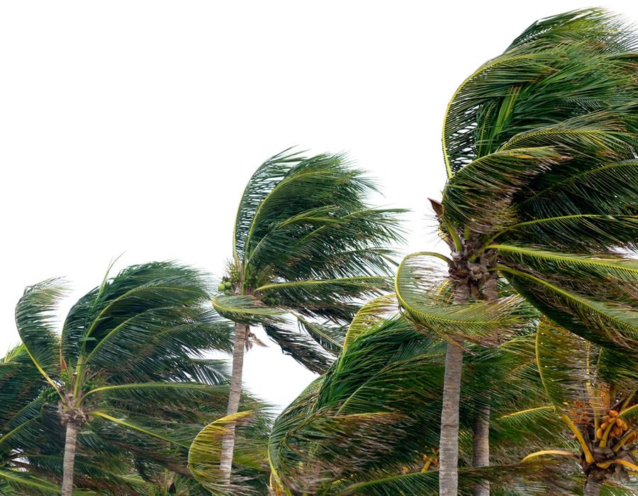 Zeta Downs Trees and Power Lines, but AG Churches Report Only Minor Damages