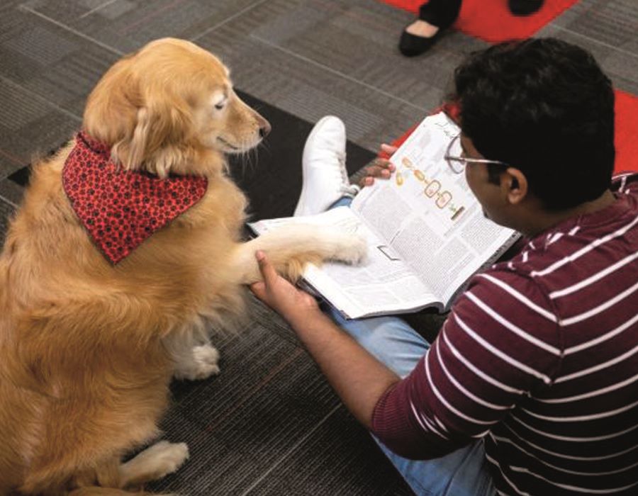 SEU Loves Lexi, Certified Therapy Dog