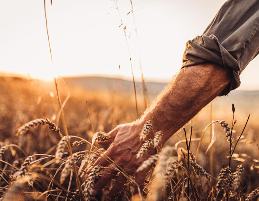 Shavuot – The Great Expectation