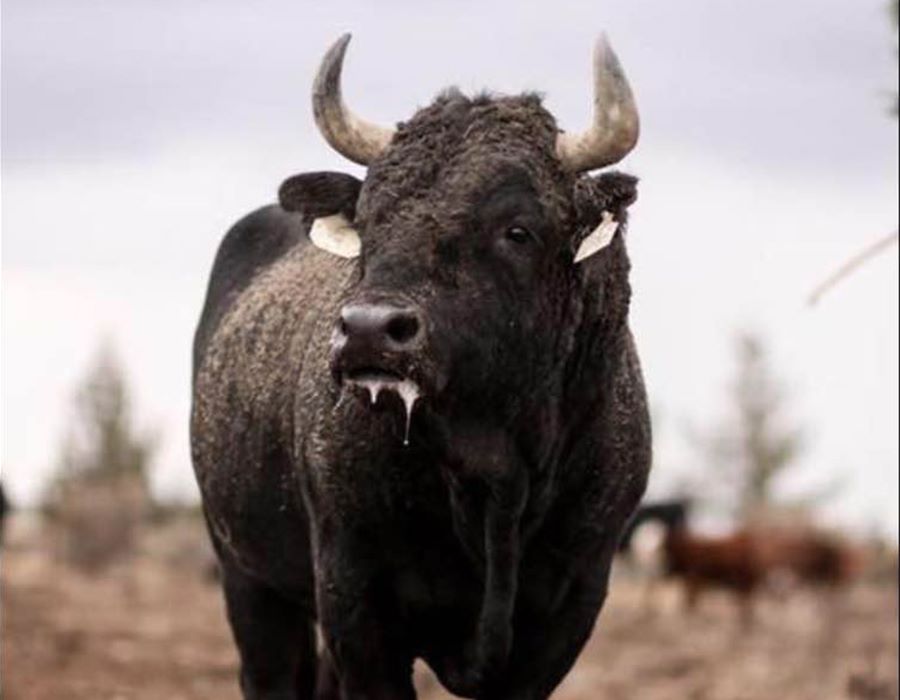 Spreading the Beef