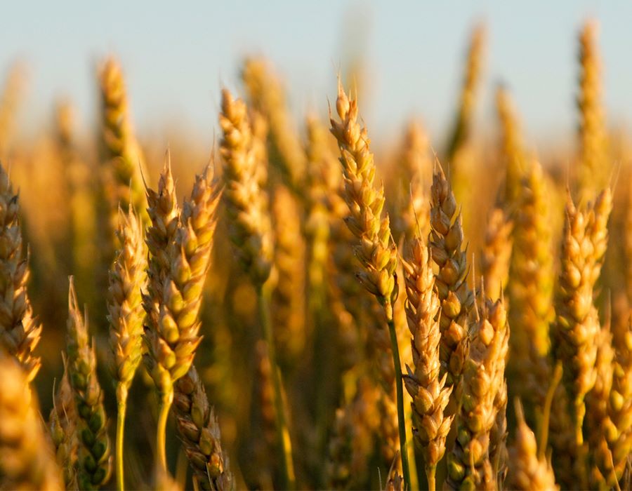 Jesus in the Grainfields, Part 2: The Response of Jesus in Context