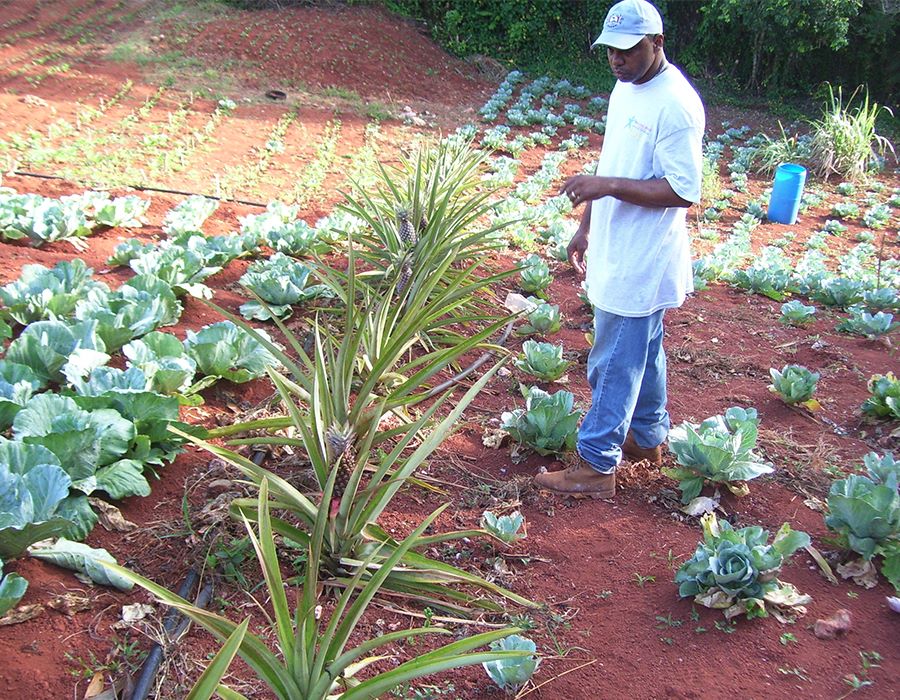 Farming Out Addiction