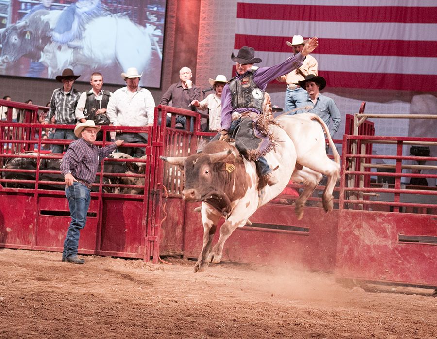 Not Your Average Rodeo