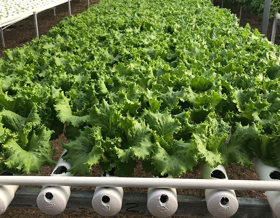Puerto Rico: Preparing for a Bountiful Harvest
