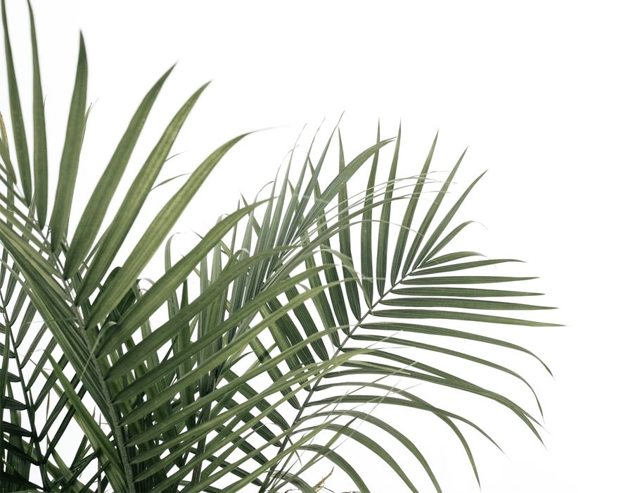 Hosanna! A Call to Prayer