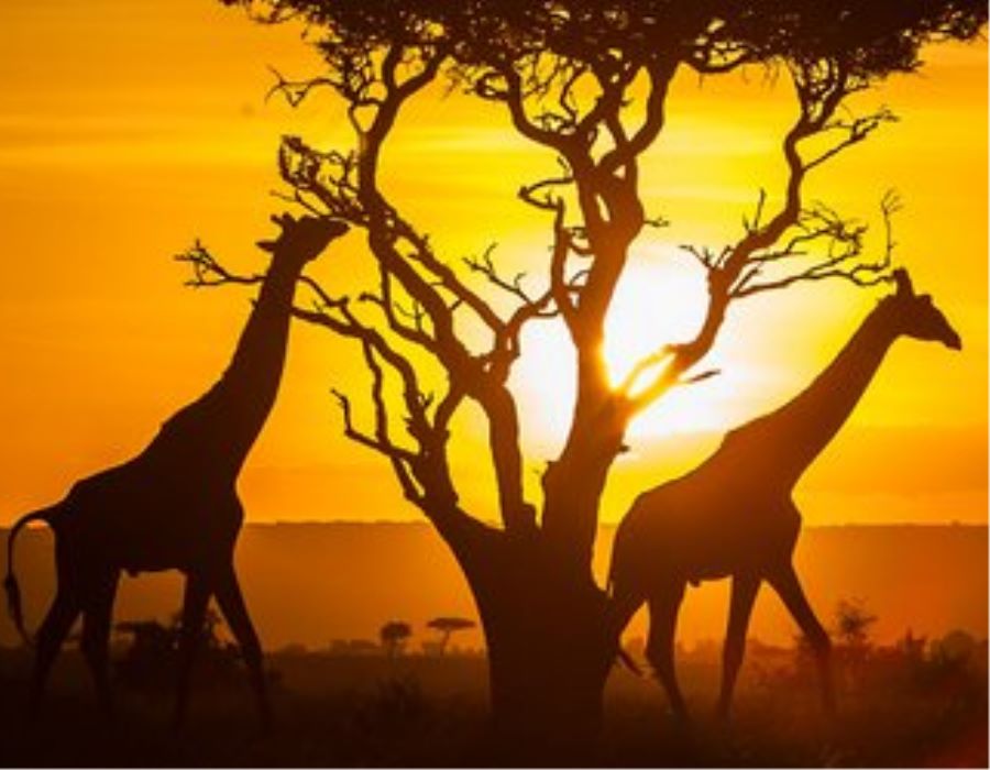 Kenya Pathfinders Trip