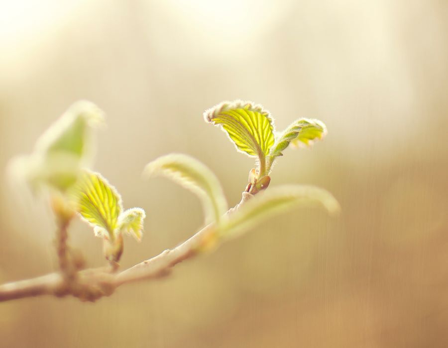Spring Forward