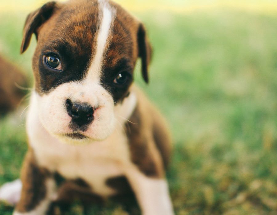 How Should Christians Care About Animals?