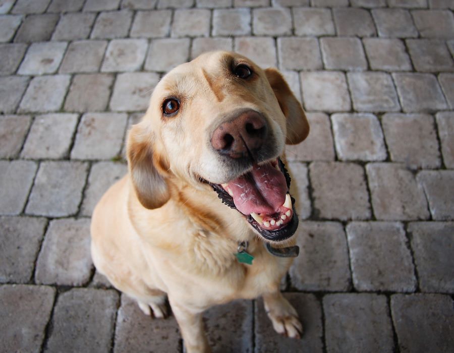 Should Pastors Address Animal Cruelty?