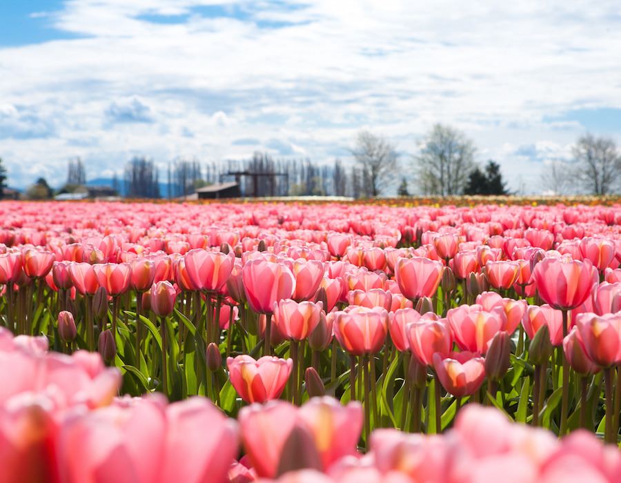 Stunning Aerial Images of World-Renowned Dutch Tulips