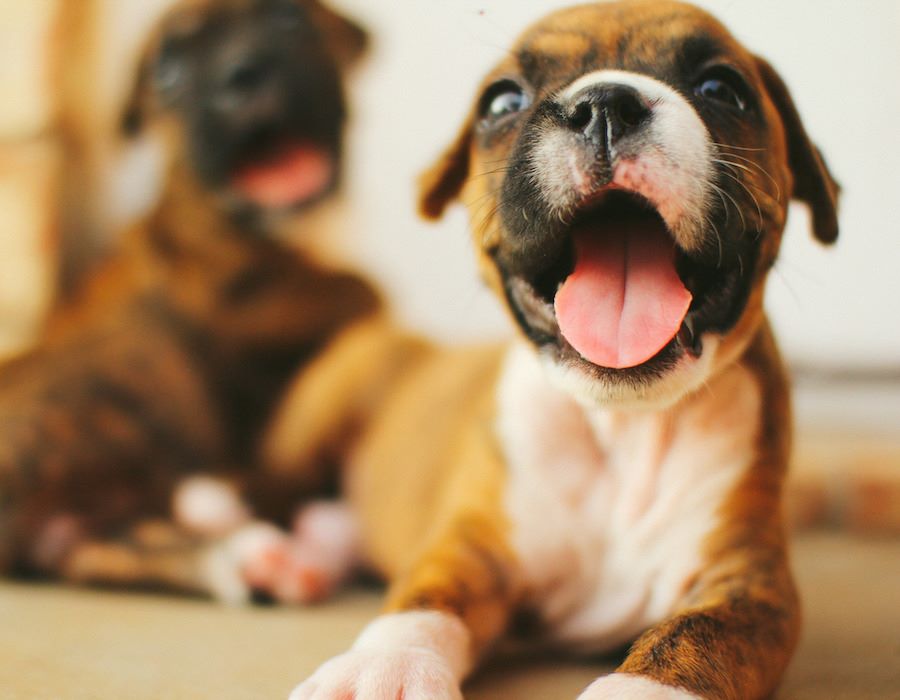 Puppy Gives Crawling Lessons (Video)
